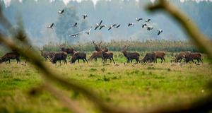 Grote grazers in de Oostvaardersplassen. beeld ANP