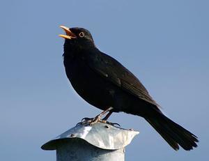 beeld Wikimedia