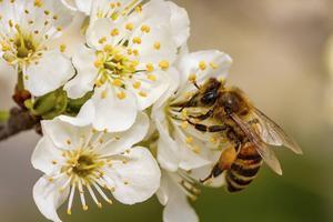 Dieren spelen een onmisbare rol in de cyclus van het leven, bijvoorbeeld als bestuivers van fruitbomen. beeld iStock