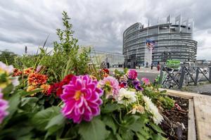 Onze neocalvinistische traditie biedt het gedachtegoed op basis waarvan een nieuwe EU-structuur kan worden ontworpen. Foto: exterieur van het Europees Parlement in Straatsburg. beeld ANP, Jonas Roosens