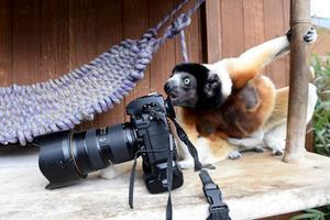 Fotografie in de dierentuin van Mulhouse. beeld AFP, Sebastien Bozon