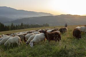 Christenen zochten de stem van de goede herder in de overlevering, de ”viva vox” van Christus, en datzelfde doen wij nu nog altijd.  beeld iStock