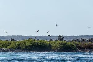 Mangrovebos op de Galapagoseilanden. beeld AFP