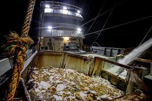 Texelse pulsvissers aan het werk. beeld ANP, Niels Wenstedt