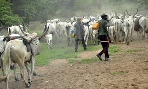 De Fulani, met 35 miljoen het grootste nomadenvolk ter wereld, is een van de moslimvolken waar ”30 Dagen Gebed” aandacht voor vraagt. Fulani worden gezien als het grootste volk in Afrika dat onbereikt is met het Evangelie. beeld Vintage Press