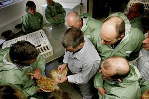 Honderd jaar geleden werd de Gezondheidsdienst voor Dieren opgericht. Foto: dierenartsen wonen in 2006 een informatie- en trainingsmiddag bij met het oog op een vaccinatie van scharrelkippen.  beeld ANP, Robin Utrecht