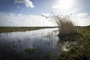 Weidegebied bij het dorp Westbroek. beeld Niek Stam
