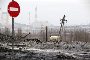 Een verdwaalde ijsbeer aan de rand van de Russische stad Norilsk, honderden kilometers verwijderd van zijn natuurlijke habitat. beeld AFP