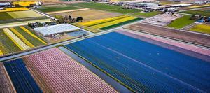 Nederland is koploper in de ontwikkeling van de landbouw. Foto: bloembollenvelden in de buurt van Lisse. beeld ANP, Rob Engelaar