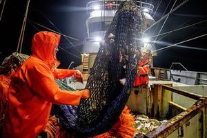 Vissers op de pulskotter TX 38 uit Texel halen de vangst binnenboord. beeld ANP, Niels Wenstedt