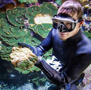 Een medewerker van Burgers Zoo haalt koralen uit het bassin. Meer dan 300 zelf gekweekte koralen, zeeanemonen en koraalvissen worden verscheept naar Engeland, waar de dieren worden geschonken aan London Aquarium en Chester Zoo. beeld ANP