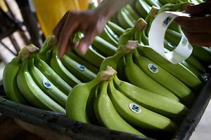 Fairtrade-bananen. beeld ANP