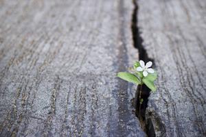 Voor mezelf raakt het schrijven, het bezig zijn als kunstenaar, aan de manier waarop God tot me spreekt. Vanuit de Bijbel, door preken heen, in de natuur. Het is dezelfde stille stem.  beeld iStock