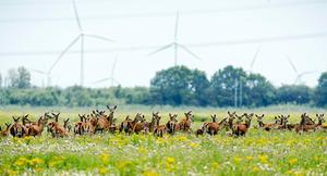 beeld ANP