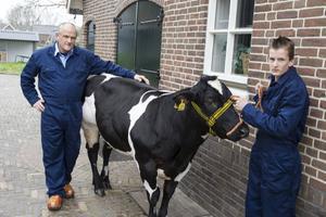 Karel (l.) en Frits Hardeman uit Overberg komen zaterdag met hun dikbilrunderen naar de paasveetentoonstelling in Rhenen. beeld RD, Anton Dommerholt