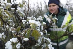 Om vijf uur zaterdagochtend zijn de knoppen aan de bomen van Thomas de Vree ingepakt in een dikke ijslaag. beeld VidiPhoto