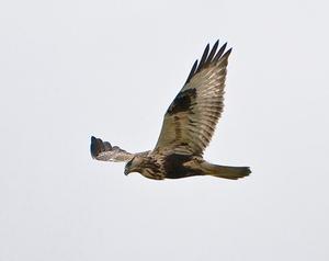 Biddende buizerd. beeld via Wikimedia