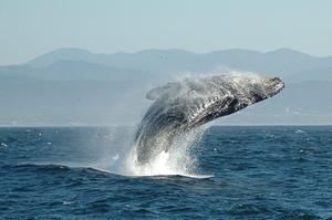 beeld Wikimedia