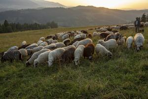 Wie als schaap aan andere schapen leiding geeft, leeft in de overtuiging dat de eindverantwoordelijkheid voor ouders en hun kinderen bij Jezus ligt en niet bij zichzelf. beeld iStock