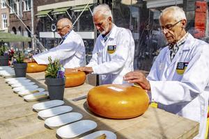 Keurmeesters halen boorsels uit de aangeleverde kazen tijdens de finale van de Gouda Cheese Awards.  beeld ANP, Robin Utrecht