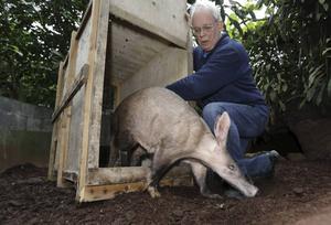 De jubilerende Ton van Maanen van Burgers’ Zoo vrijdag met een aardvarken in een vervoerskist. beeld VidiPhoto