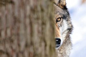 "De wolf wordt hartelijk welkom geheten in Nederland, maar niet door iedereen. beeld Getty Images/iStockphoto