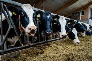 Onze agrarische sector loopt wereldwijd namelijk voorop als het gaat om milieu, voedselveiligheid en dierenwelzijn. beeld ANP, Robin van Lonkhuijsen