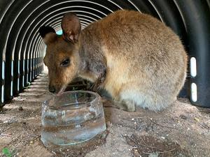 Een kleine kangoeroe likt in de dierentuin van Adelaide aan een blok ijs om af te koelen. beeld AFP