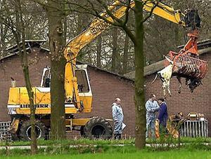 Preventieve ruiming van vee in Kootwijkerbroek, 2001. beeld Frank Uijlenbroek