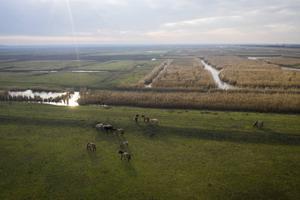 „Zouden we als christenen niet voorop moeten lopen waar het zorg voor Gods schepping en onze medemens betreft?” Foto: Oostvaardersplassen. beeld ANP, Frank Maters