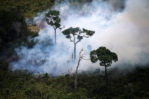 Brand in het Amazoneregenwoud. beeld AFP