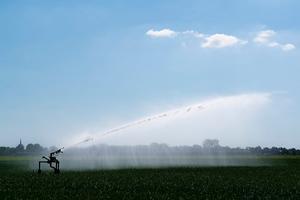 Een uienveld wordt beregend, vanwege de droogte. beeld ANP