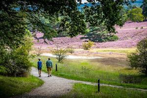 De Brunssummerheide. beeld ANP