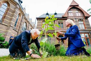 Burgemeester Pieter Broertjes plant samen met pastoor Jules Dresme een Oekraïense zonnebloem bij de Sint Vituskerk. beeld ANP