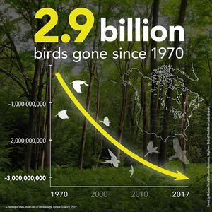 beeld Cornell Lab of Ornithology