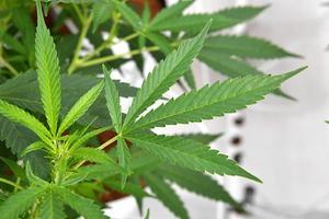 Cannabis. beeld EPA.