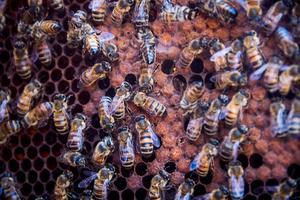 Een bijenvolk in een kijkkast. beeld ANP
