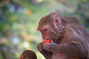 beeld iStock