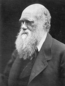 Charles Darwin op een foto uit 1868. Volgens wetenschapsjournalist Tom Bethell is het darwinisme geen toetsbare wetenschappelijke theorie is, maar een metafysisch onderzoeksprogramma. beeld Wikipedia