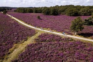 Heide in bloei. beeld ANP, Sem van der Wal