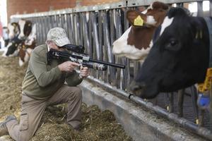 Rattenjager Wil Peperkamp op zoek naar ongedierte dinsdagavond in de koeienstal van melkveehouder Harold Willemsen uit Elst in Gelderland. Met een geavanceerd luchtdrukwapen met demper en warmtezoeker weet Peperkamp vrijwel iedere rat in het donker te vinden en met een zuiver schot te elimineren. beeld VidiPhoto