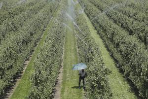 Voor het eerst in zijn leven moet teler Berend-Jan van Westreenen uit Echteld zijn perenbomen beregenen om zonnebrand te voorkomen. beeld VidiPhoto