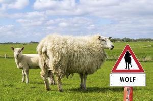 Kan de wolf voldoende prooi vinden in het wild of moet de schapenboer blijven vrezen voor verlies van vee? beeld iStock