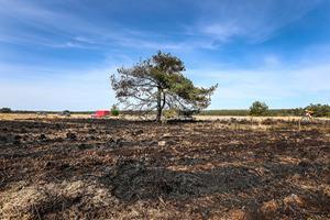 Droogte op de Veluwe. beeld ANP