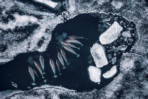 Narwallen gebruiken zee-ijs om zich te verstoppen voor roofdieren, zoals de orka. Door de opwarming van de aarde smelt er steeds meer ijs en hebben de arctische tandwalvissen het moeilijk. beeld Paul Nicklen