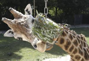 Ter verkoeling, maar vooral als afleiding kreeg een aantal bewoners van Ouwehands Dierenpark in Rhenen woensdag een maaltijd verpakt in ijs. Veel moeite hoefden de giraffe, mandrils en ijsberen niet te doen om hun voedsel uit het ijs te knagen: de traktatie smolt als ijs voor de zon. beeld VidiPhoto