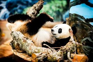Reuzenpanda Wu Wen in haar binnenverblijf in Ouwehands Dierenpark. beeld ANP