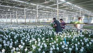 Chrysantenkas. De personen op de foto hebben geen relatie tot het onderwerp van dit artikel. beeld ANP, Lex van Lieshout