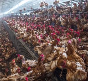 Intensieve veehouderij kunnen een broedplaats worden voor virale en bacteriële ziekteverwekkers. Foto: een Franse kippenboerderij. beeld iStock