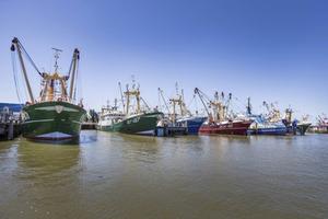 Kotters in de haven van Harlingen, waaronder schepen die in het VK zijn geregistreerd. Het VK wil dat ”vlagkotters” straks 65 procent van hun vangst in Britse havens aanlanden. beeld RD, Henk Visscher
